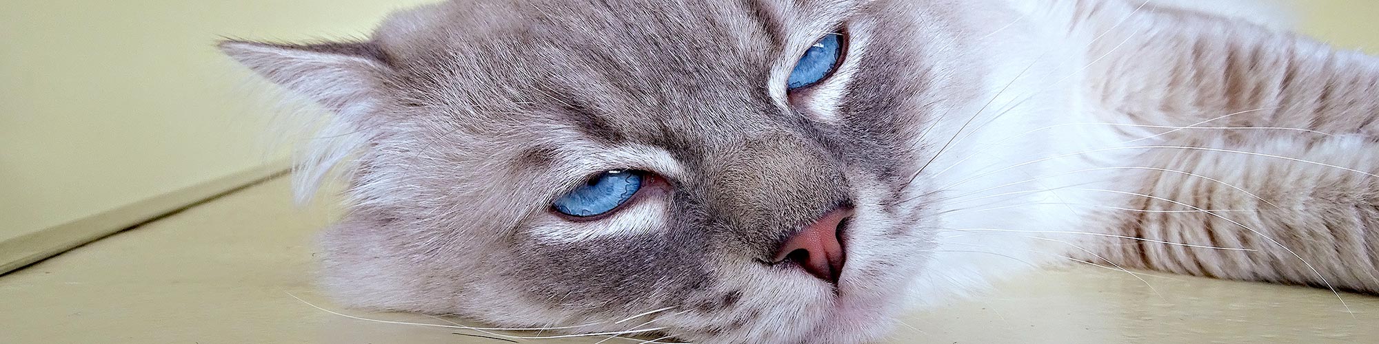 La clinique vétérinaire des Tilleroyes soigne les chats