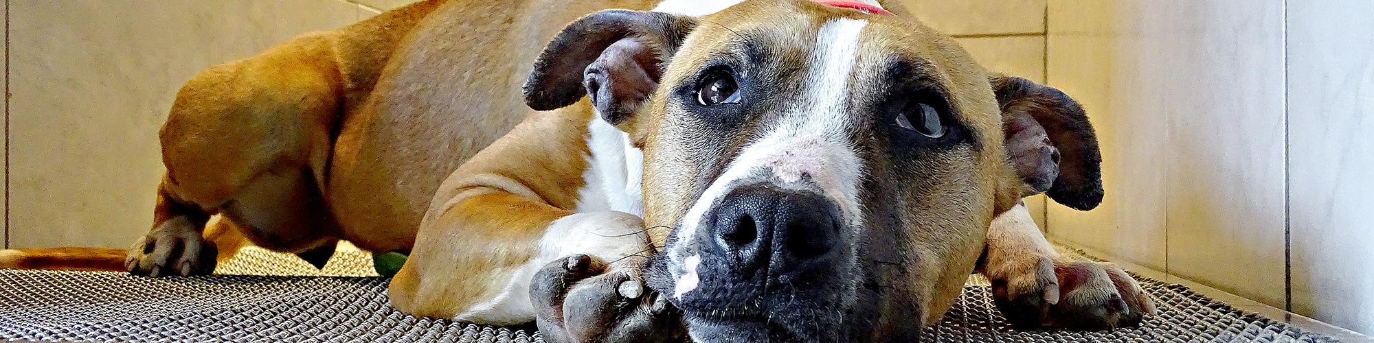 La clinique vétérinaire des Tilleroyes soigne les chiens